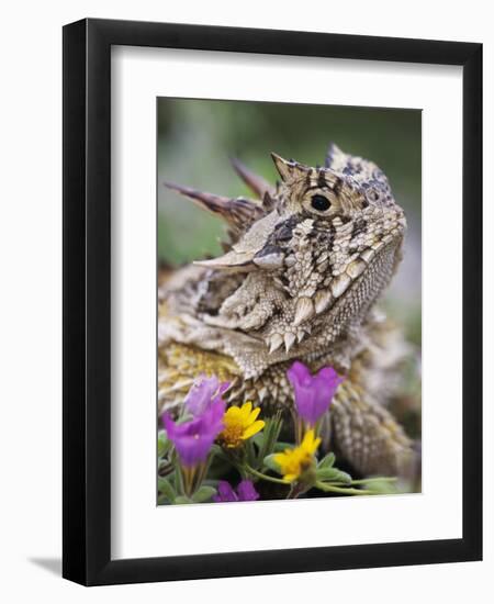 Texas Horned Lizard Adult Head Portrait, Texas, Usa, April-Rolf Nussbaumer-Framed Premium Photographic Print