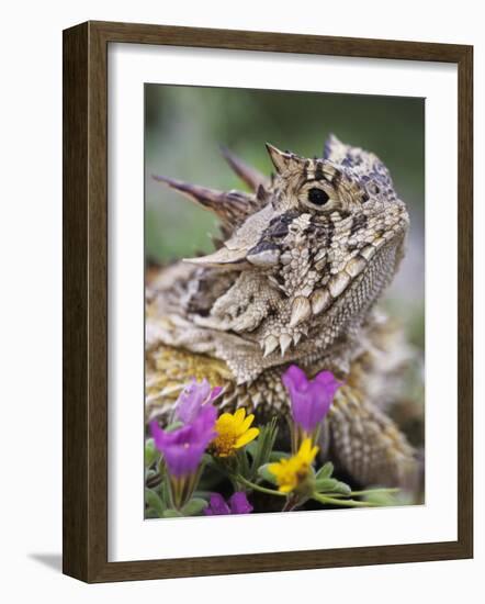 Texas Horned Lizard Adult Head Portrait, Texas, Usa, April-Rolf Nussbaumer-Framed Photographic Print