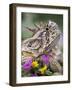 Texas Horned Lizard Adult Head Portrait, Texas, Usa, April-Rolf Nussbaumer-Framed Photographic Print