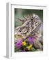 Texas Horned Lizard Adult Head Portrait, Texas, Usa, April-Rolf Nussbaumer-Framed Photographic Print