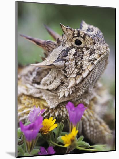Texas Horned Lizard Adult Head Portrait, Texas, Usa, April-Rolf Nussbaumer-Mounted Photographic Print