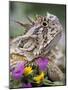 Texas Horned Lizard Adult Head Portrait, Texas, Usa, April-Rolf Nussbaumer-Mounted Photographic Print