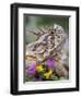 Texas Horned Lizard Adult Head Portrait, Texas, Usa, April-Rolf Nussbaumer-Framed Photographic Print