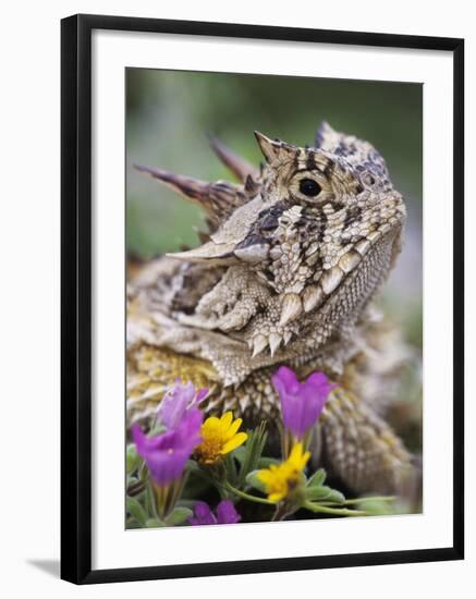 Texas Horned Lizard Adult Head Portrait, Texas, Usa, April-Rolf Nussbaumer-Framed Photographic Print