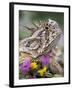 Texas Horned Lizard Adult Head Portrait, Texas, Usa, April-Rolf Nussbaumer-Framed Photographic Print