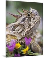 Texas Horned Lizard Adult Head Portrait, Texas, Usa, April-Rolf Nussbaumer-Mounted Photographic Print