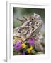 Texas Horned Lizard Adult Head Portrait, Texas, Usa, April-Rolf Nussbaumer-Framed Photographic Print