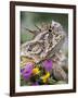 Texas Horned Lizard Adult Head Portrait, Texas, Usa, April-Rolf Nussbaumer-Framed Photographic Print