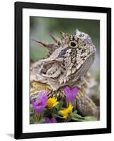 Texas Horned Lizard Adult Head Portrait, Texas, Usa, April-Rolf Nussbaumer-Framed Photographic Print