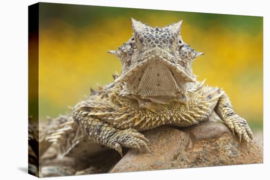 Texas Horned Lizard (Phrynosoma Cornutum) Portrait, Laredo Borderlands, Texas, USA. April-Claudio Contreras-Stretched Canvas