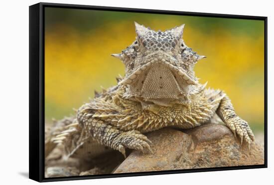 Texas Horned Lizard (Phrynosoma Cornutum) Portrait, Laredo Borderlands, Texas, USA. April-Claudio Contreras-Framed Stretched Canvas