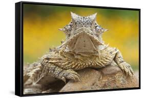 Texas Horned Lizard (Phrynosoma Cornutum) Portrait, Laredo Borderlands, Texas, USA. April-Claudio Contreras-Framed Stretched Canvas