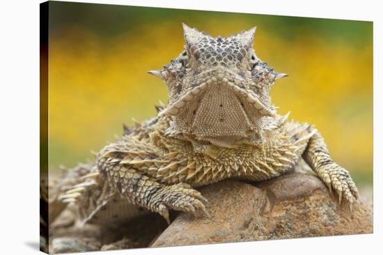 Texas Horned Lizard (Phrynosoma Cornutum) Portrait, Laredo Borderlands, Texas, USA. April-Claudio Contreras-Stretched Canvas