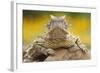 Texas Horned Lizard (Phrynosoma Cornutum) Portrait, Laredo Borderlands, Texas, USA. April-Claudio Contreras-Framed Photographic Print