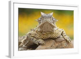 Texas Horned Lizard (Phrynosoma Cornutum) Portrait, Laredo Borderlands, Texas, USA. April-Claudio Contreras-Framed Photographic Print