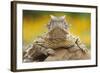 Texas Horned Lizard (Phrynosoma Cornutum) Portrait, Laredo Borderlands, Texas, USA. April-Claudio Contreras-Framed Photographic Print