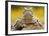 Texas Horned Lizard (Phrynosoma Cornutum) Portrait, Laredo Borderlands, Texas, USA. April-Claudio Contreras-Framed Photographic Print