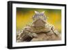 Texas Horned Lizard (Phrynosoma Cornutum) Portrait, Laredo Borderlands, Texas, USA. April-Claudio Contreras-Framed Photographic Print