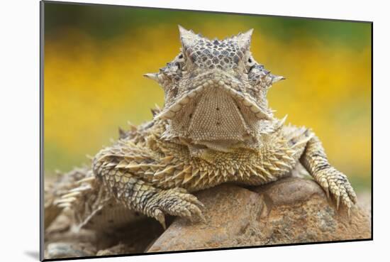 Texas Horned Lizard (Phrynosoma Cornutum) Portrait, Laredo Borderlands, Texas, USA. April-Claudio Contreras-Mounted Photographic Print