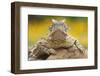 Texas Horned Lizard (Phrynosoma Cornutum) Portrait, Laredo Borderlands, Texas, USA. April-Claudio Contreras-Framed Photographic Print