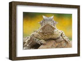 Texas Horned Lizard (Phrynosoma Cornutum) Portrait, Laredo Borderlands, Texas, USA. April-Claudio Contreras-Framed Photographic Print