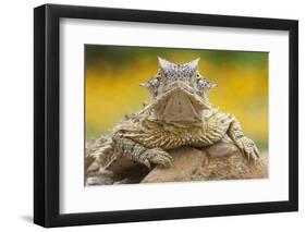 Texas Horned Lizard (Phrynosoma Cornutum) Portrait, Laredo Borderlands, Texas, USA. April-Claudio Contreras-Framed Photographic Print