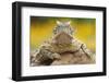 Texas Horned Lizard (Phrynosoma Cornutum) Portrait, Laredo Borderlands, Texas, USA. April-Claudio Contreras-Framed Photographic Print