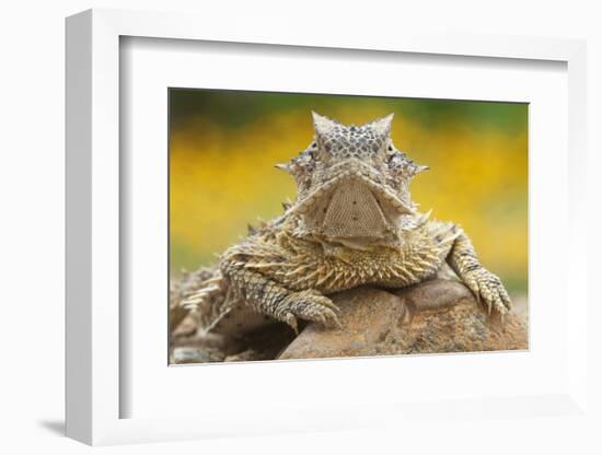 Texas Horned Lizard (Phrynosoma Cornutum) Portrait, Laredo Borderlands, Texas, USA. April-Claudio Contreras-Framed Photographic Print