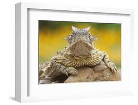 Texas Horned Lizard (Phrynosoma Cornutum) Portrait, Laredo Borderlands, Texas, USA. April-Claudio Contreras-Framed Photographic Print