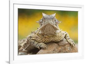 Texas Horned Lizard (Phrynosoma Cornutum) Portrait, Laredo Borderlands, Texas, USA. April-Claudio Contreras-Framed Photographic Print