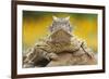 Texas Horned Lizard (Phrynosoma Cornutum) Portrait, Laredo Borderlands, Texas, USA. April-Claudio Contreras-Framed Photographic Print