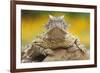 Texas Horned Lizard (Phrynosoma Cornutum) Portrait, Laredo Borderlands, Texas, USA. April-Claudio Contreras-Framed Photographic Print