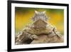 Texas Horned Lizard (Phrynosoma Cornutum) Portrait, Laredo Borderlands, Texas, USA. April-Claudio Contreras-Framed Photographic Print