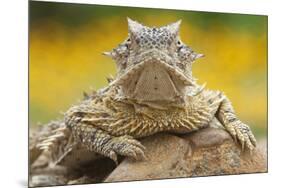 Texas Horned Lizard (Phrynosoma Cornutum) Portrait, Laredo Borderlands, Texas, USA. April-Claudio Contreras-Mounted Photographic Print