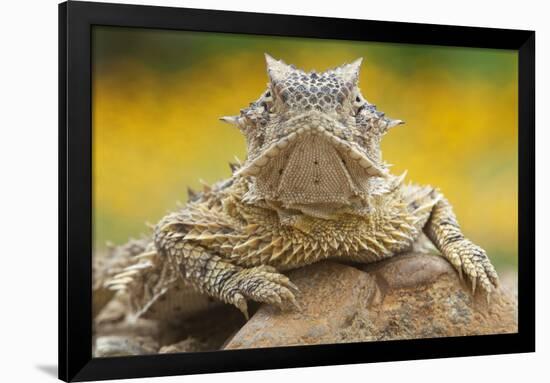 Texas Horned Lizard (Phrynosoma Cornutum) Portrait, Laredo Borderlands, Texas, USA. April-Claudio Contreras-Framed Photographic Print