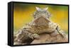 Texas Horned Lizard (Phrynosoma Cornutum) Portrait, Laredo Borderlands, Texas, USA. April-Claudio Contreras-Framed Stretched Canvas