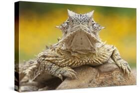 Texas Horned Lizard (Phrynosoma Cornutum) Portrait, Laredo Borderlands, Texas, USA. April-Claudio Contreras-Stretched Canvas