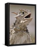 Texas Horned Lizard, Rio Grande Valley, Texas, USA-Rolf Nussbaumer-Framed Stretched Canvas