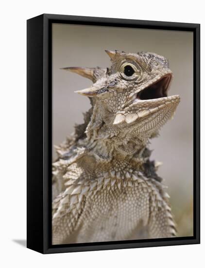 Texas Horned Lizard, Rio Grande Valley, Texas, USA-Rolf Nussbaumer-Framed Stretched Canvas