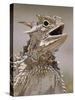 Texas Horned Lizard, Rio Grande Valley, Texas, USA-Rolf Nussbaumer-Stretched Canvas