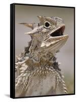 Texas Horned Lizard, Rio Grande Valley, Texas, USA-Rolf Nussbaumer-Framed Stretched Canvas