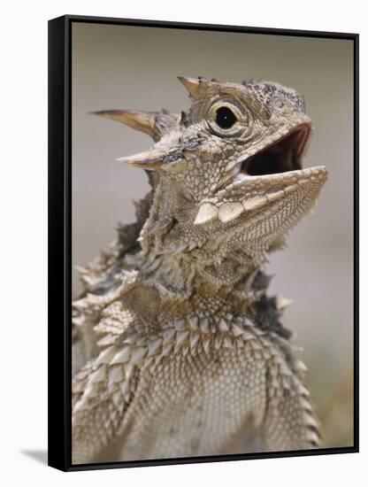 Texas Horned Lizard, Rio Grande Valley, Texas, USA-Rolf Nussbaumer-Framed Stretched Canvas