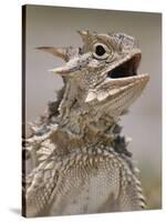 Texas Horned Lizard, Rio Grande Valley, Texas, USA-Rolf Nussbaumer-Stretched Canvas