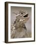 Texas Horned Lizard, Rio Grande Valley, Texas, USA-Rolf Nussbaumer-Framed Photographic Print