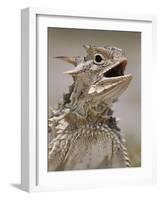 Texas Horned Lizard, Rio Grande Valley, Texas, USA-Rolf Nussbaumer-Framed Photographic Print