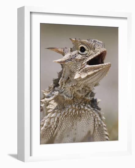 Texas Horned Lizard, Rio Grande Valley, Texas, USA-Rolf Nussbaumer-Framed Photographic Print