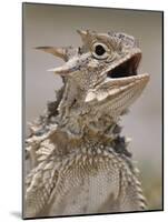 Texas Horned Lizard, Rio Grande Valley, Texas, USA-Rolf Nussbaumer-Mounted Photographic Print