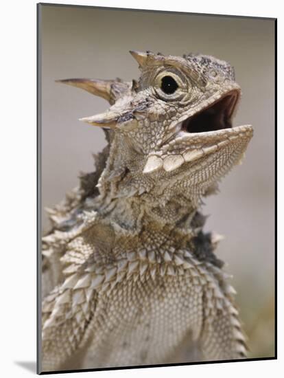 Texas Horned Lizard, Rio Grande Valley, Texas, USA-Rolf Nussbaumer-Mounted Photographic Print