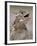 Texas Horned Lizard, Rio Grande Valley, Texas, USA-Rolf Nussbaumer-Framed Photographic Print