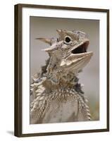 Texas Horned Lizard, Rio Grande Valley, Texas, USA-Rolf Nussbaumer-Framed Photographic Print